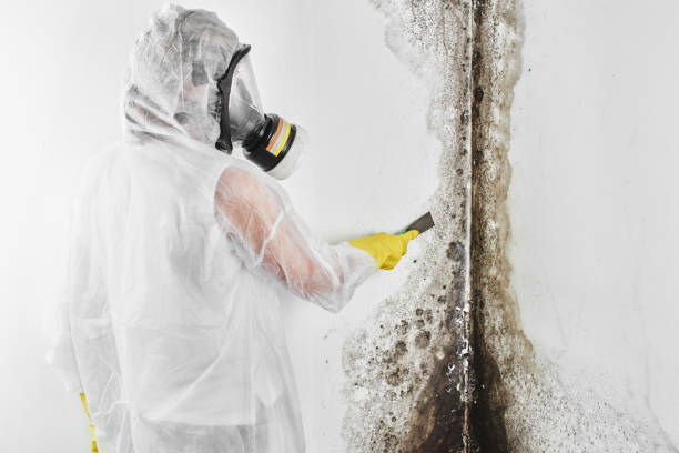 Best Emergency Mold Removal  in West Wyoming, PA