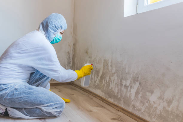 Best Mold Damage Repair  in West Wyoming, PA