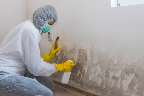 Best Black Mold Removal  in West Wyoming, PA