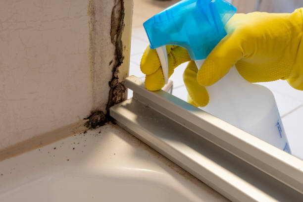 Crawl Space Mold Removal in West Wyoming, PA