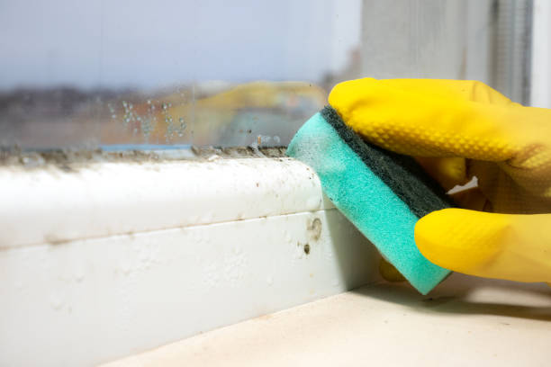West Wyoming, PA Mold Removal Company