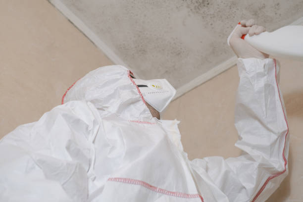 Best Mold Removal Company Near Me  in West Wyoming, PA