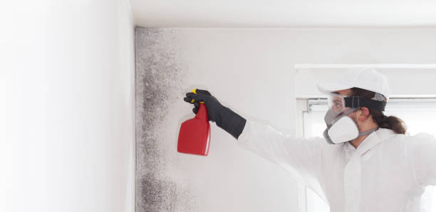 Best Crawl Space Mold Removal  in West Wyoming, PA