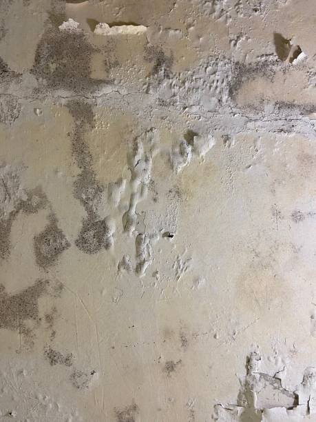 Best Mold Removal and Inspection  in West Wyoming, PA