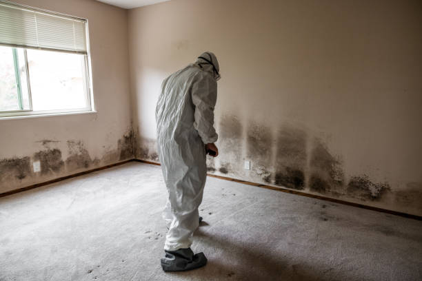 Best Crawl Space Mold Removal  in West Wyoming, PA