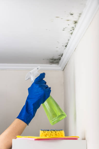 Best Mold Testing  in West Wyoming, PA