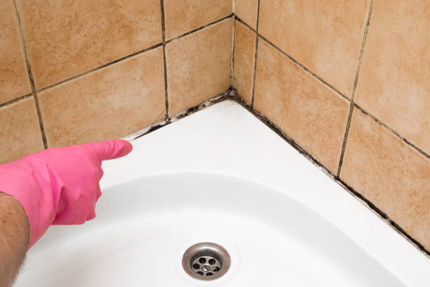 Best Residential Mold Removal  in West Wyoming, PA